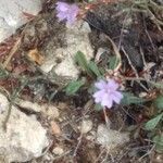 Limonium echioides flower picture by Franco Favalli (cc-by-sa)