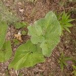 Petasites spurius leaf picture by Alexander Baransky (cc-by-sa)