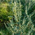 Artemisia vulgaris flower picture by San Pr (cc-by-sa)