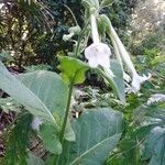 Nicotiana tabacum flower picture by Eric (cc-by-sa)