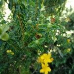 Hypericum balearicum habit picture by Matesanz Ángel (cc-by-sa)