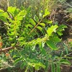 Sclerocarya birrea leaf picture by susan brown (cc-by-sa)