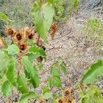 Cistus populifolius fruit picture by Encinas Juan (cc-by-sa)