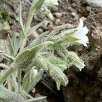 Cerastium floccosum flower picture by Fabien Anthelme (cc-by-sa)