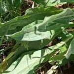 Cynoglossum officinale leaf picture by Alain Lagrave (cc-by-sa)