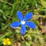 Gentiana utriculosa flower picture by Andrea Schieber (cc-by-sa)