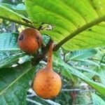 Ficus pancheriana fruit picture by Coordination Endemia (cc-by-sa)