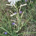 Anthericum liliago habit picture by Elissia Mourey (cc-by-sa)