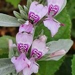 Hypoestes aristata flower picture by susan brown (cc-by-sa)