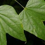 Bauhinia cookii leaf picture by Nelson Zamora Villalobos (cc-by-nc)