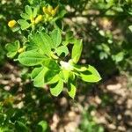 Genista monspessulana leaf picture by chantal c (cc-by-sa)