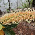 Grevillea gillivrayi flower picture by Richard Chesher (cc-by-sa)