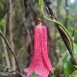 Lapageria rosea flower picture by Nicolás Pizarro (cc-by-sa)