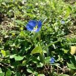 Commelina ensifolia flower picture by Katarzyna Jezierska (cc-by-sa)