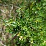 Chrysojasminum fruticans leaf picture by Denis Bastianelli (cc-by-sa)