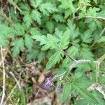 Phacelia bipinnatifida leaf picture by Mayfield Ellis (cc-by-sa)