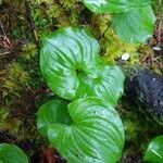 Maianthemum dilatatum leaf picture by Alexis Alexis Kaplan (cc-by-sa)