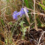 Veronica orsiniana habit picture by Emanuele Santarelli (cc-by-sa)