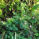 Geranium endressii habit picture by Alexandre Labbe (cc-by-sa)