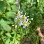 Doellingeria umbellata flower picture by Connor Connor Vara (cc-by-sa)