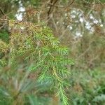 Juniperus procera leaf picture by susan brown (cc-by-sa)