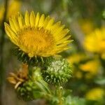 Grindelia squarrosa flower picture by Савченко Роман (cc-by-sa)