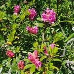 Rhododendron ferrugineum habit picture by Kiko (cc-by-sa)