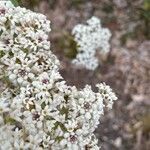 Conospermum longifolium flower picture by Wayne Davis (cc-by-sa)