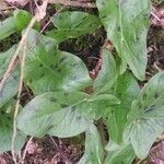 Arum maculatum leaf picture by mickey77 (cc-by-sa)