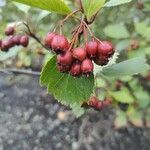 Crataegus douglasii fruit picture by Fei Lauren (cc-by-sa)