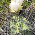 Tephrocactus aoracanthus flower picture by Trap Hers (cc-by-sa)