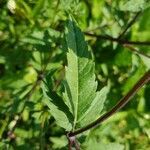 Bidens tripartita leaf picture by Walter Monhart (cc-by-sa)