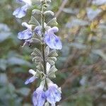 Salvia pallida flower picture by Trap Hers (cc-by-sa)