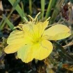 Oenothera affinis flower picture by Trap Hers (cc-by-sa)