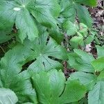 Hydrastis canadensis leaf picture by Lindsey (cc-by-sa)