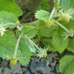 Fragaria moschata fruit picture by plantnerd (cc-by-sa)