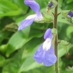 Salvia costaricensis flower picture by Manuel Zumbado (cc-by-sa)