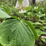 Trillium flexipes flower picture by Kelsey S (cc-by-sa)