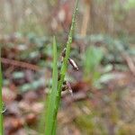 Melica nutans habit picture by Yoan MARTIN (cc-by-sa)