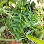 Astragalus alpinus leaf picture by Aurore Garnavault Blanchard (cc-by-sa)