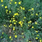 Crepis setosa habit picture by Patrick Nard (cc-by-sa)