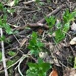 Mercurialis perennis habit picture by David Hocken (cc-by-sa)