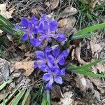 Iris verna flower picture by jennifer lowry (cc-by-sa)