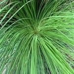 Xanthorrhoea australis leaf picture by Sonja Leigh (cc-by-sa)