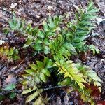 Cyrtomium falcatum habit picture by Eli Small (cc-by-sa)