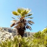 Chamaerops humilis habit picture by Jochen Wagner (cc-by-sa)