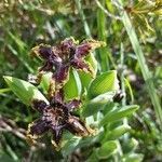 Ferraria crispa flower picture by Sophie Yin (cc-by-sa)