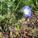 Convolvulus tricolor habit picture by Monteiro Henrique (cc-by-sa)