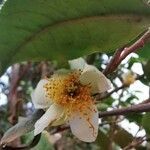 Camellia sinensis flower picture by Qt Lucian (cc-by-sa)