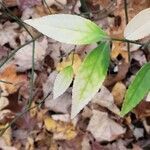 Euonymus americanus leaf picture by Lily Jones (cc-by-sa)